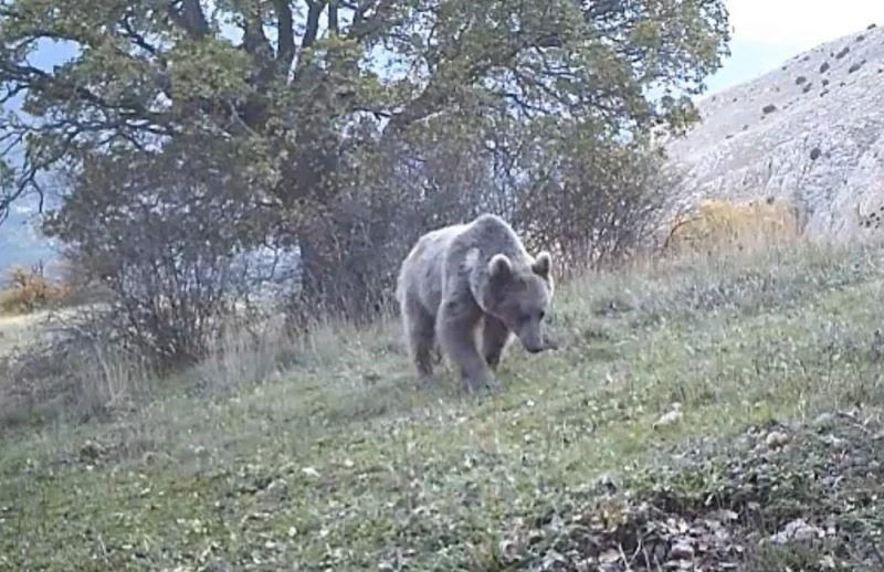 Prof. Dr. Şağdan Başkaya: 