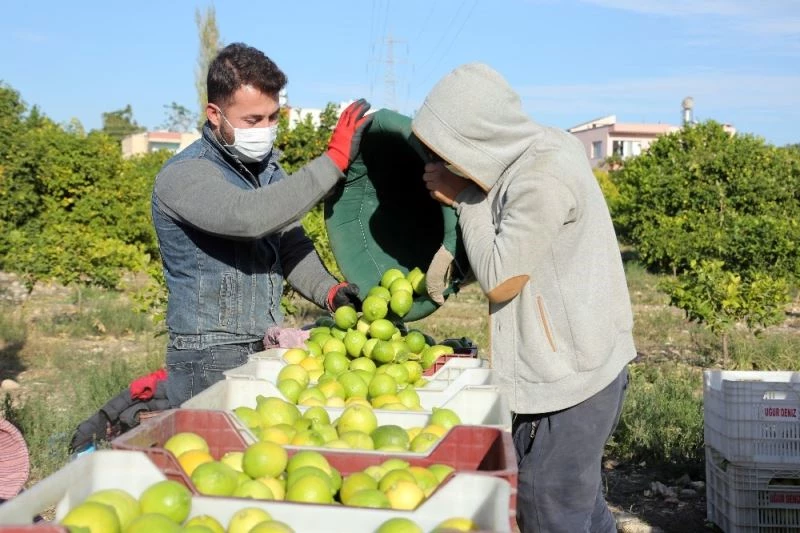 Tescilli Lamas limonu hasadı bereket duası ile başladı
