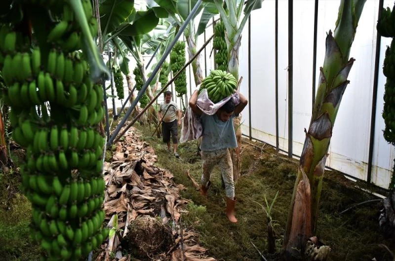 Muz üreticileri devlet desteklerinden memnun