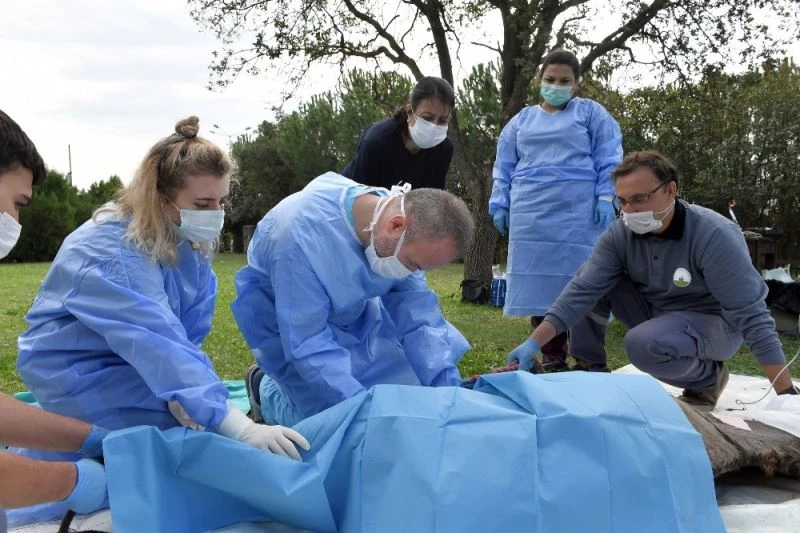 Yaralı eşekler sağlığına kavuştu
