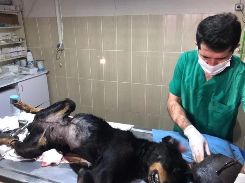 Karabaş sağlığına kavuştu
