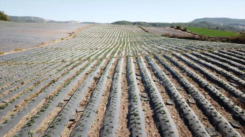 Yayladağı çileğinden çerez, reçel ve pestil yapılarak yurt dışına pazarlanacak