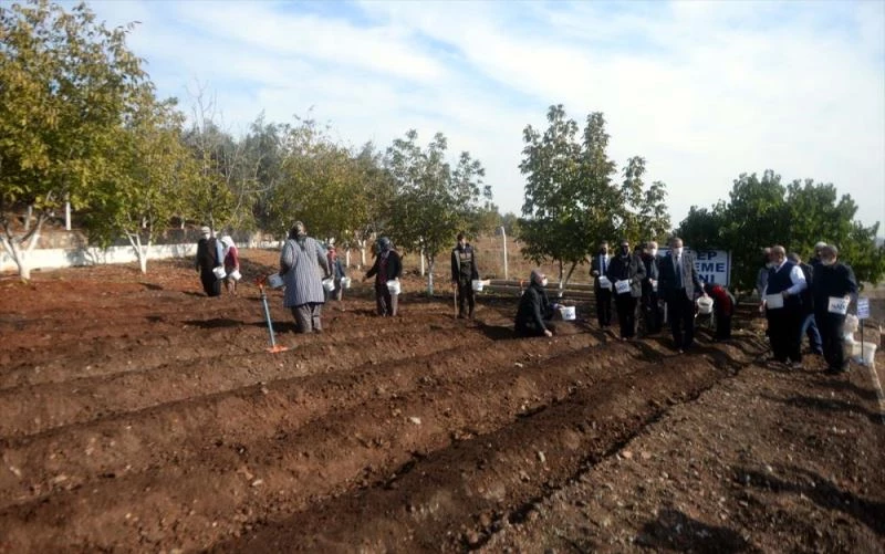 Maraş dondurmasına lezzetini veren salep fideleri toprakla buluşturuldu