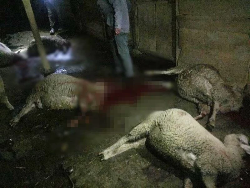 Meraya atılan gübre 8 koyunu telef etti
