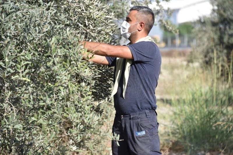 Büyükşehir, daldaki zeytini vatandaşın sofrasına ulaştırıyor
