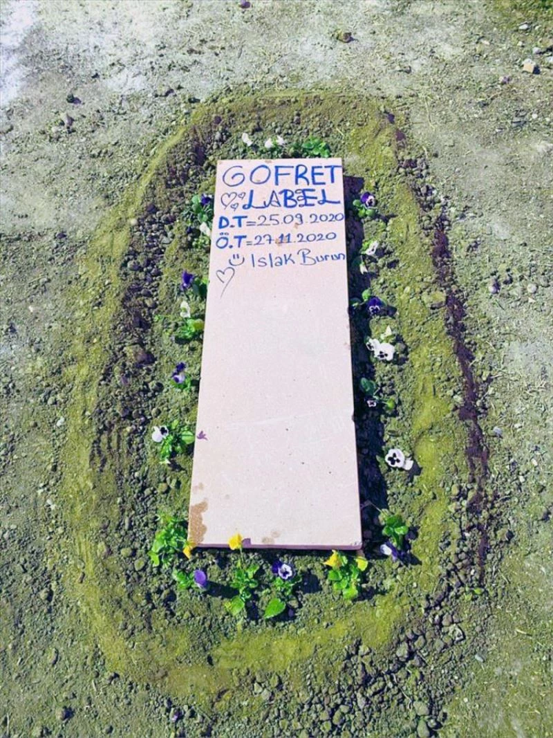 Yaşamını yitiren köpek yavrusu 