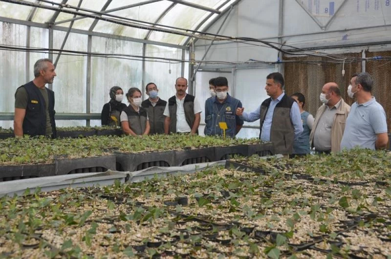 Mersin Orman Bölge Müdürü Kenan Akduman fidanlıkta incelemelerde bulundu
