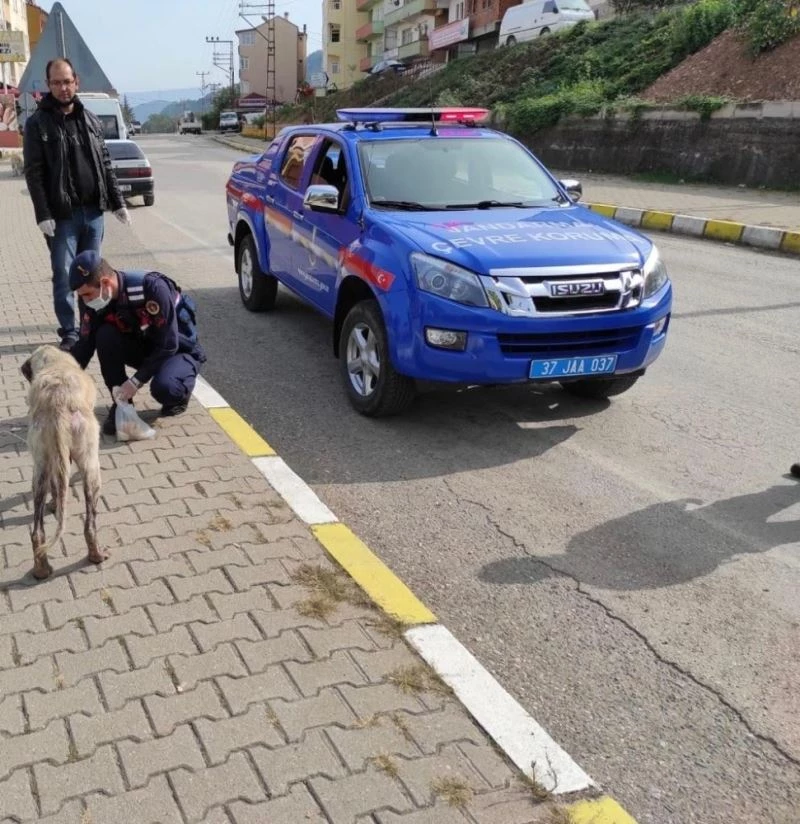 Jandarma ekipleri 12 sokak köpeğini aşıladı
