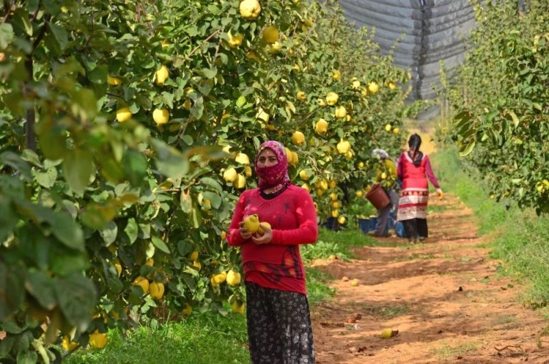 Tavas’ta ayva hasadı devam ediyor
