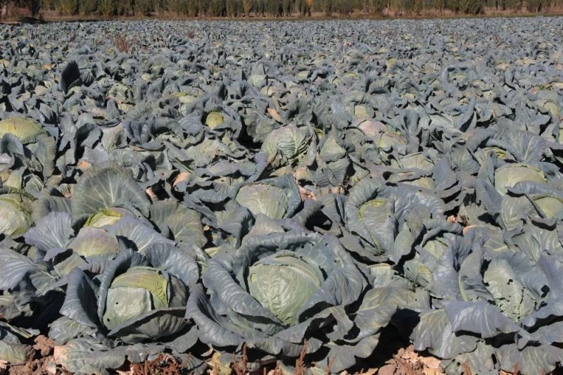 Erciş’te yetiştirilen lahana bölgenin ihtiyacını karşılıyor
