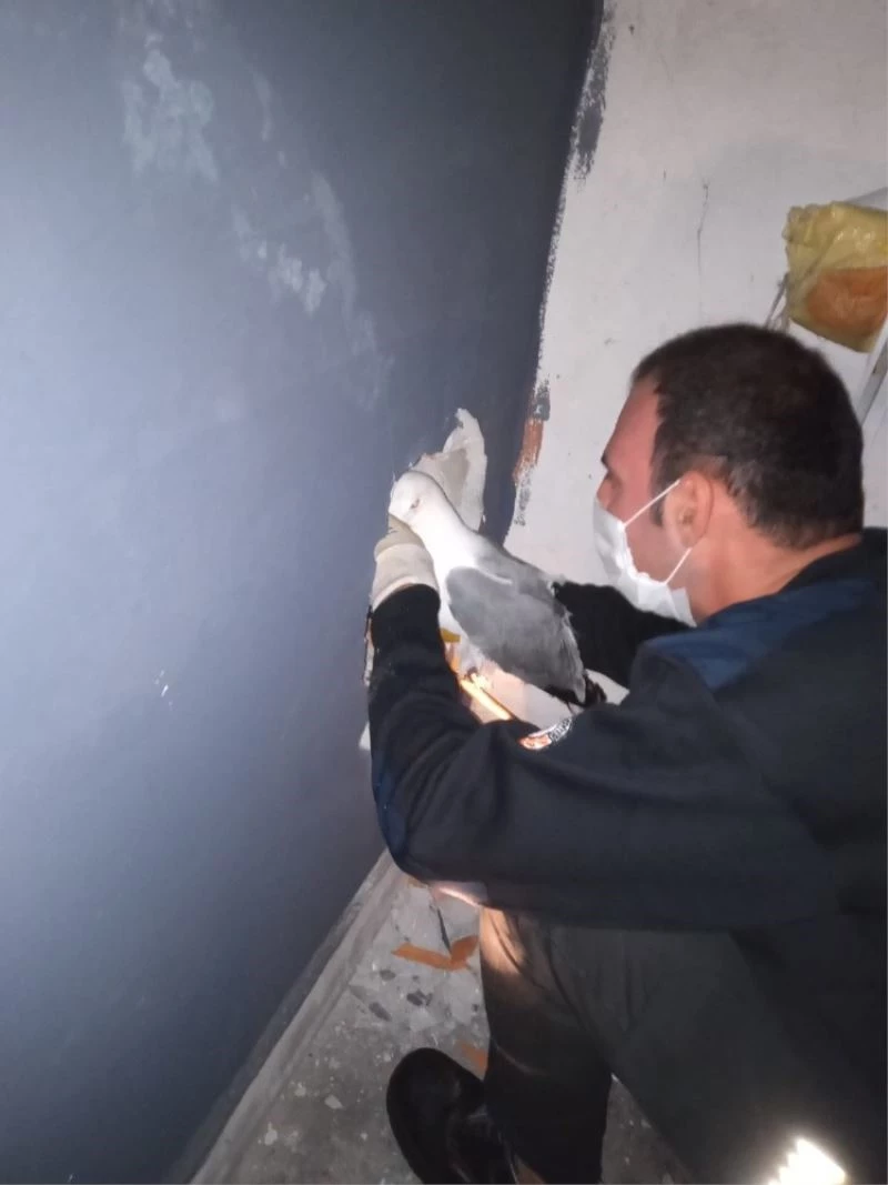 Mantı’yı kurtarmak için duvarı deldiler
