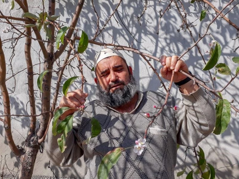 Güneşli havalara aldanan elma ağaçları çiçek açtı
