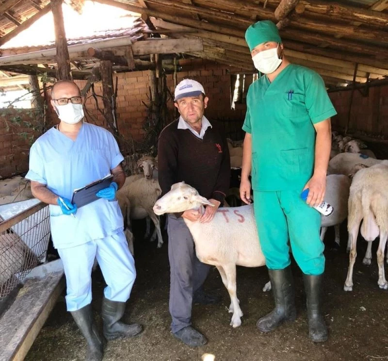 Tavşanlı’da “Pırlak Koyun Irkının Halk Elinde Islahı” projesi
