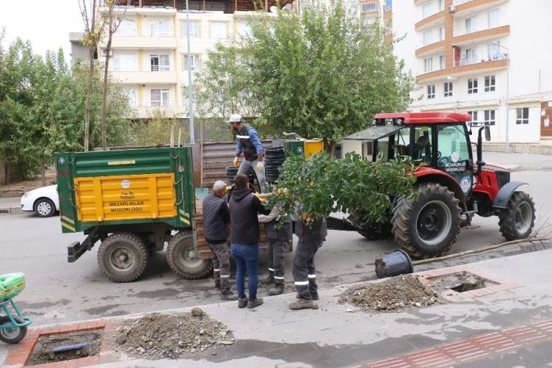 Batman’da kaldırımlar ağaçlandırılıyor
