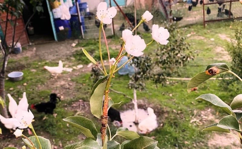 Armut ağacı kasımda çiçek açtı
