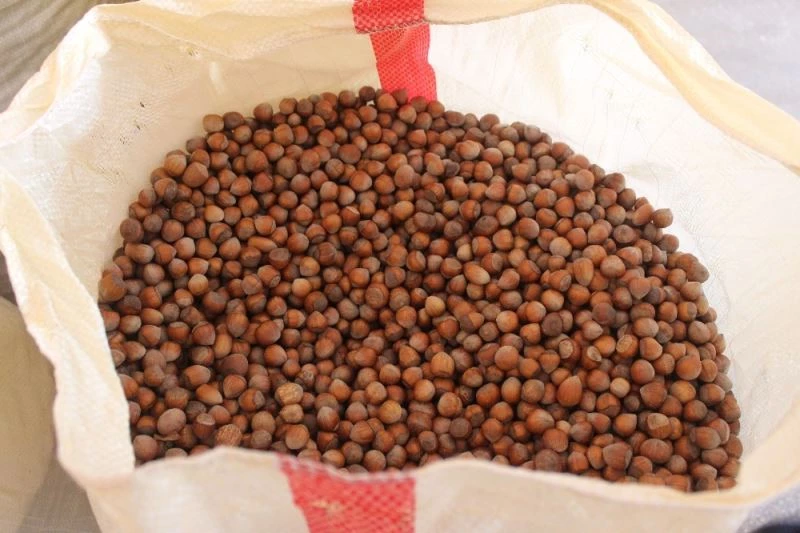 Fındık üreticilerine dekar başına 191 TL ödeme yapılacak
