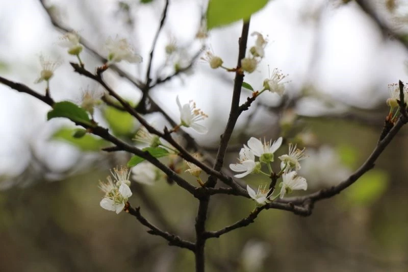 Mevsimler şaştı, erik ağaçları çiçek açtı
