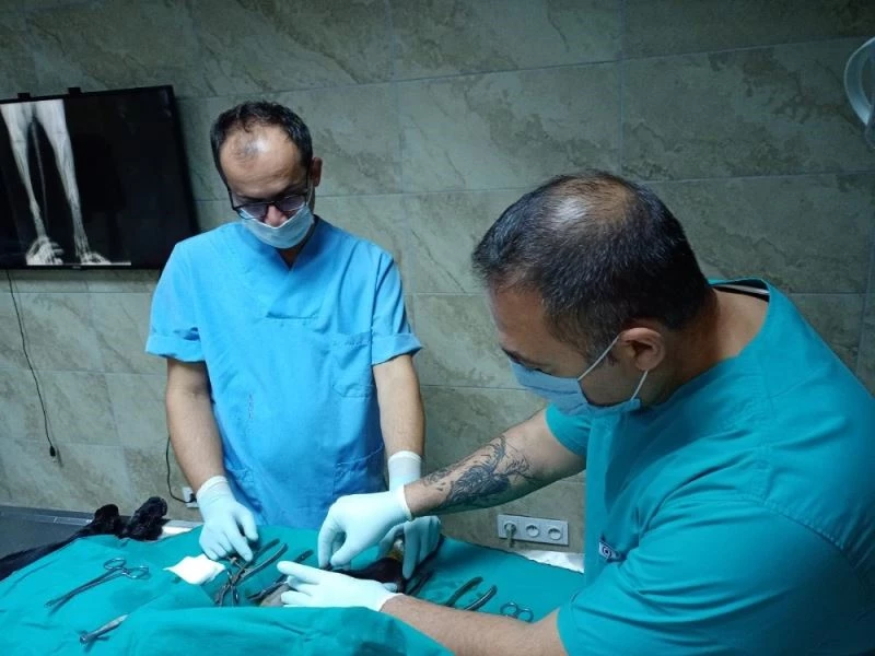 İzmit Belediyesi veterinerleri İBB ile ortak çalışıyor
