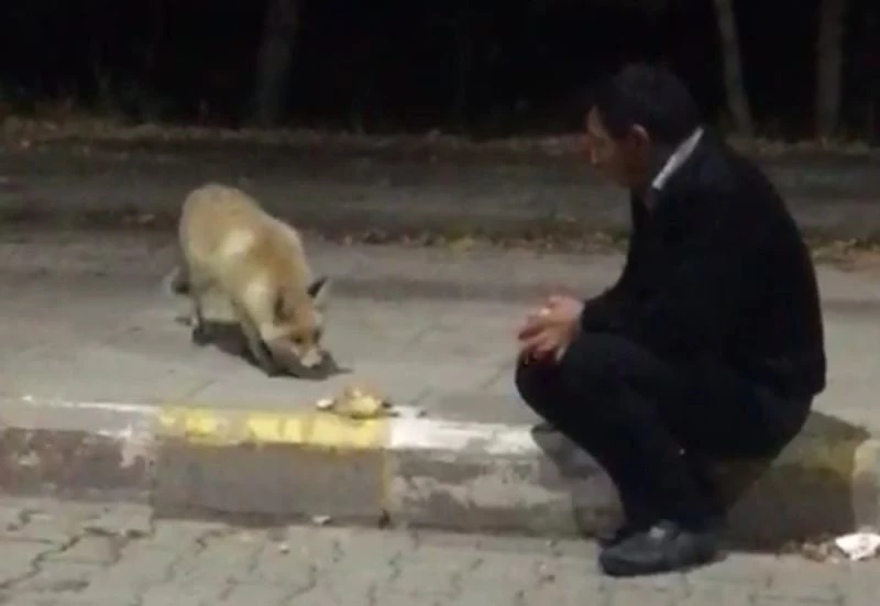 Karslı güvenlikçiler tilkiyi eliyle besliyor
