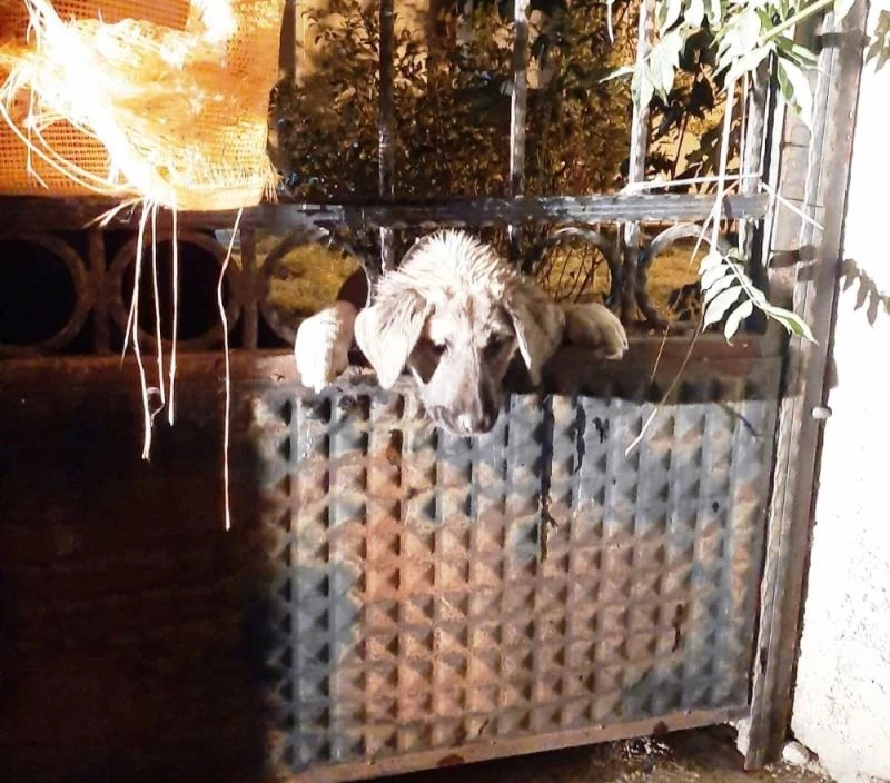 Kafası demir kapı parmaklıklarına sıkışan köpeği itfaiye ekipleri kurtardı
