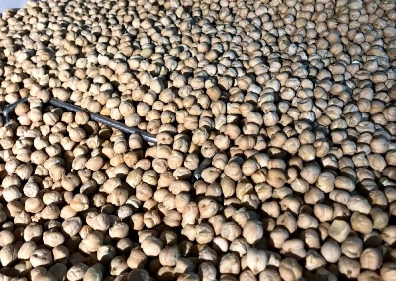 Nohuttan üretilen cips, çocuklara bakliyatı sevdirecek