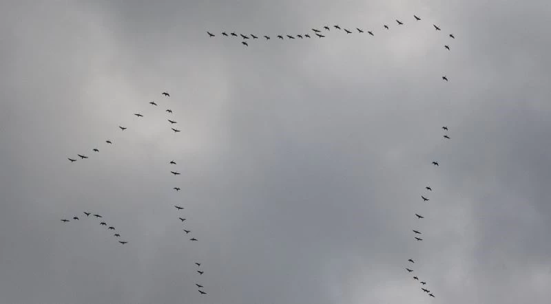 Koruma altına alınan Erçek Gölü’nde kaz yoğunluğu
