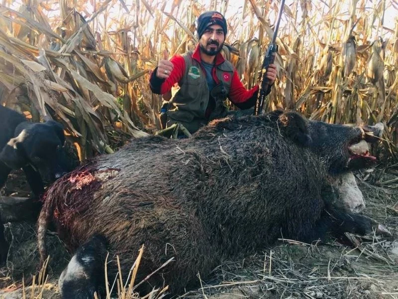 Nazilli Ovasını talan eden domuzlara karşı seferberlik başlatıldı
