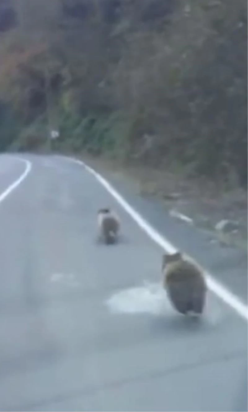 Kış uykusuna yatmayan yavru ayılar karayolunda böyle görüntülendi
