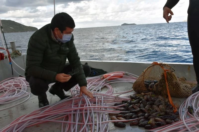Deniz patlıcanında kota 40 kilo
