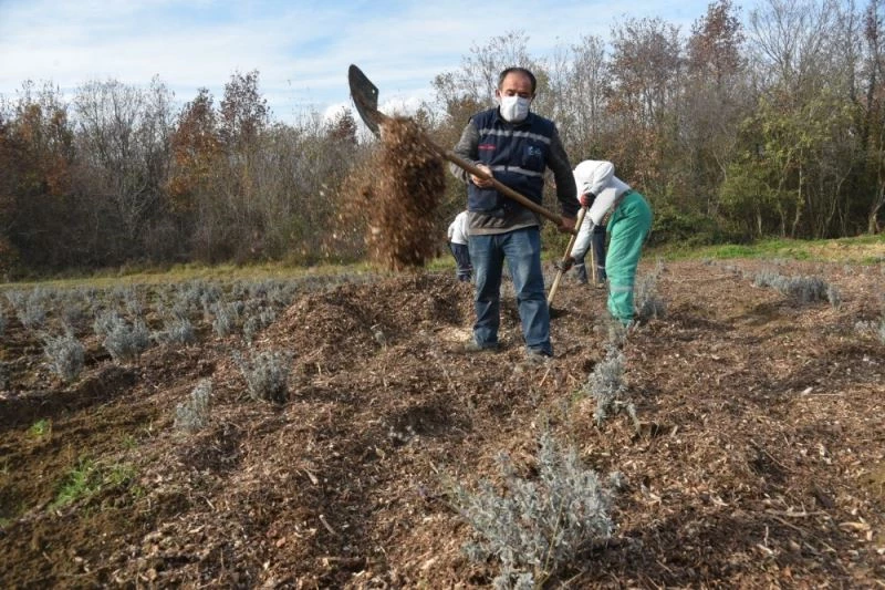 İzmit Belediyesinde lavantalar, geri dönüşümle açıyor
