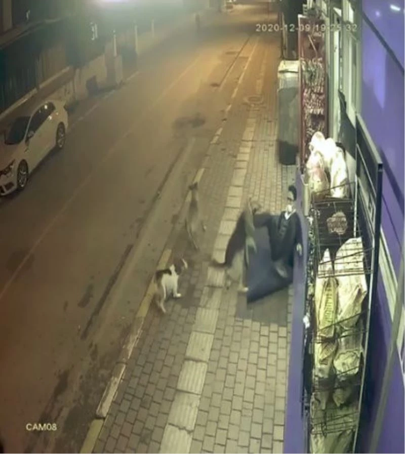 Sokak köpeklerinin saldırısını tekmeyle püskürttü
