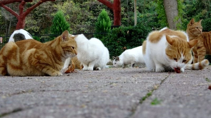 Mesire alanlarındaki kediler aç kaldı
