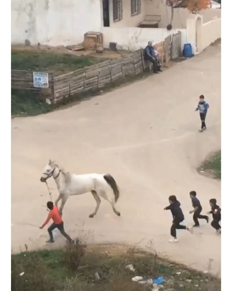 Bursa’da çocuklar yaralı atı böyle koşturdu
