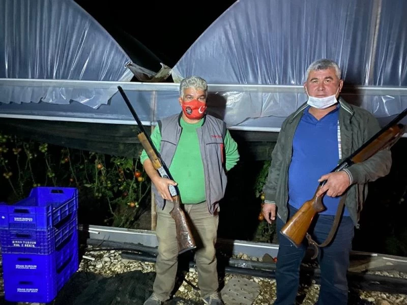 Domatesin fiyatı artınca seralara dadanan hırsızlar için silahlı nöbet tutuyorlar
