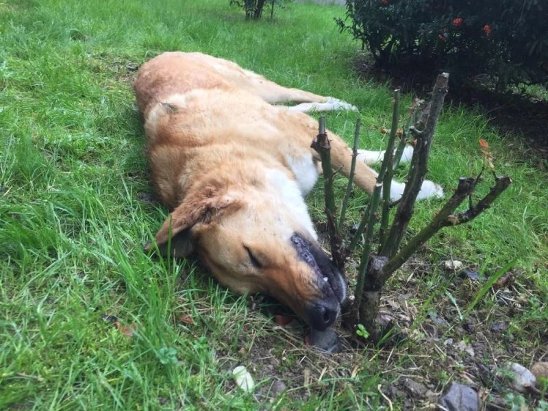 Kocaeli’de öldürülen köpeklerle ilgili belediyeden açıklama:
