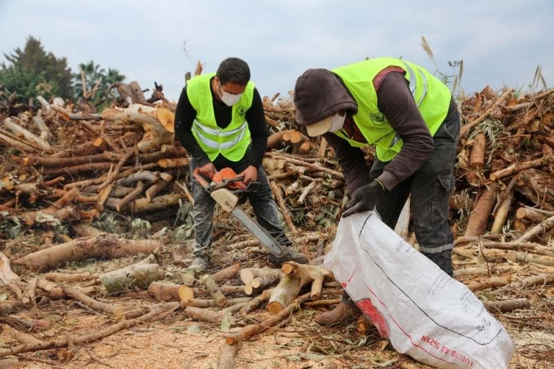 Budamadan elde edilen odunlar, ihtiyaç sahiplerine ulaştırılıyor
