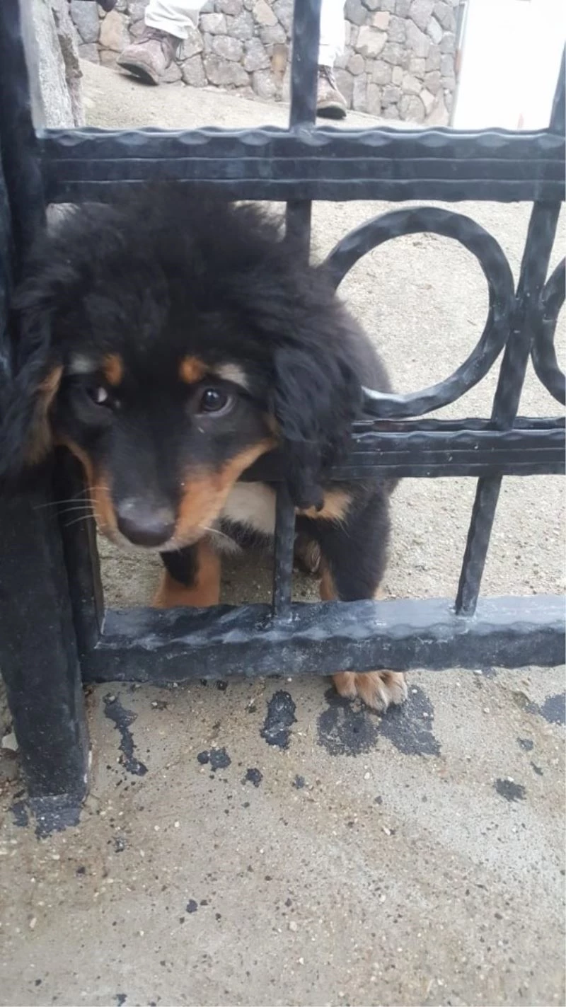 Yavru köpeğin yaramazlığı başına iş açtı
