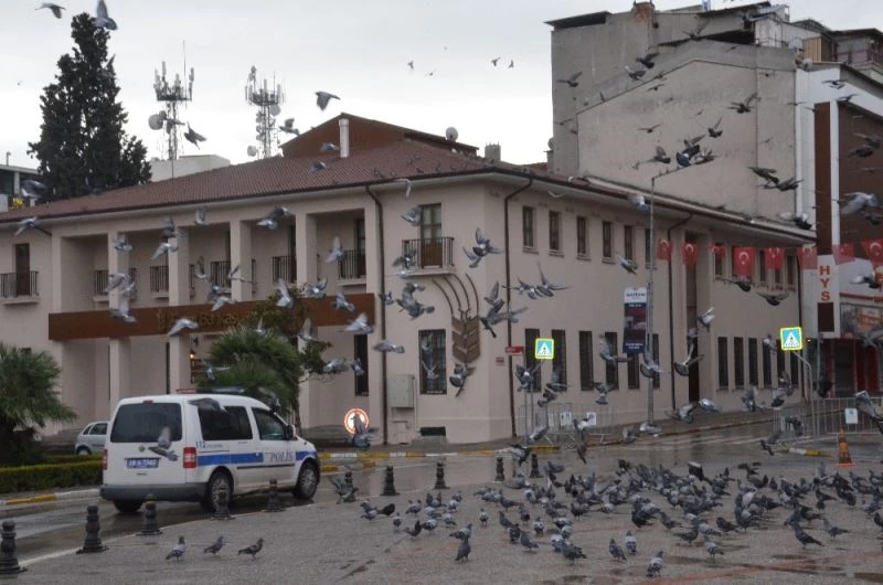 Meydanlar sokak hayvanlarına kaldı
