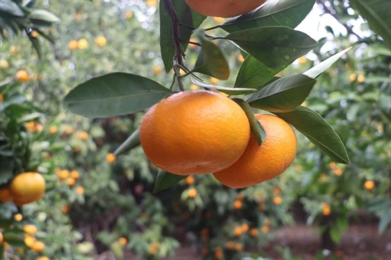 Rekoltesi düşen mandalina fiyatıyla üreticisini sevindirdi