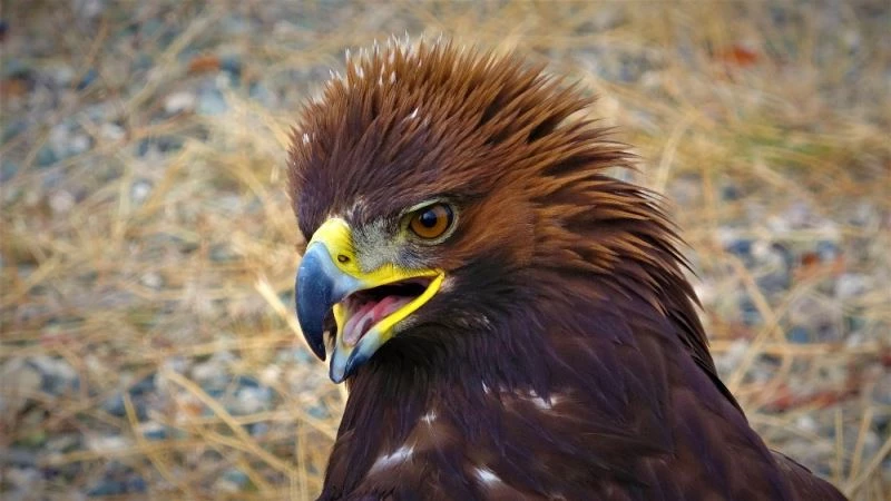 Özgürlüğe kanat çırpmak için ilkbaharı bekliyorlar
