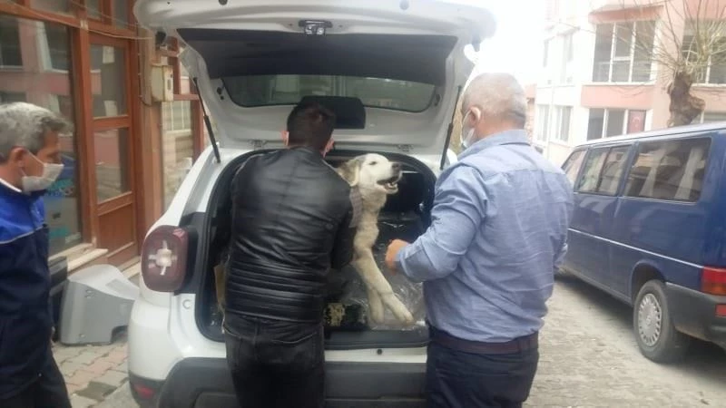 Yaralı köpek tedavi için özel izinle İstanbul’a götürüldü
