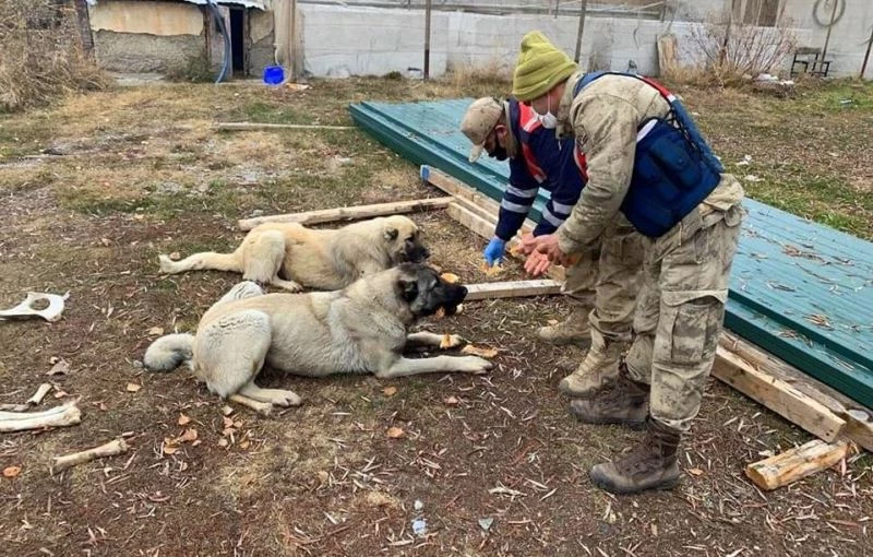 Sokağa çıkma kısıtlamasında jandarma ve polis ekmeğini sokak hayvanlarıyla paylaştı
