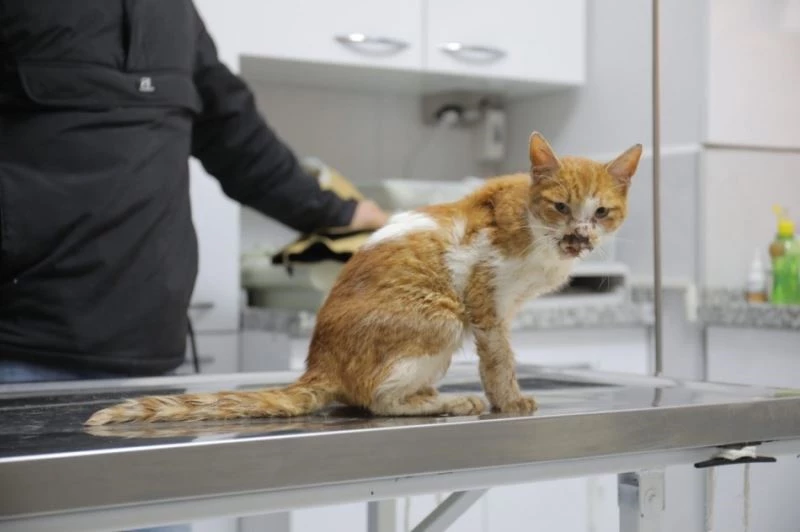 Hayvanseverler çene kemiği kırılan kediye sahip çıktı
