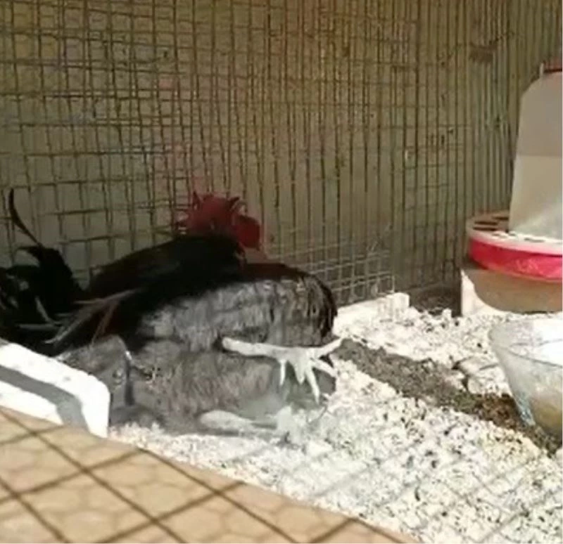 Nefesini yetiştiremeyen horoz öterken bayıldı
