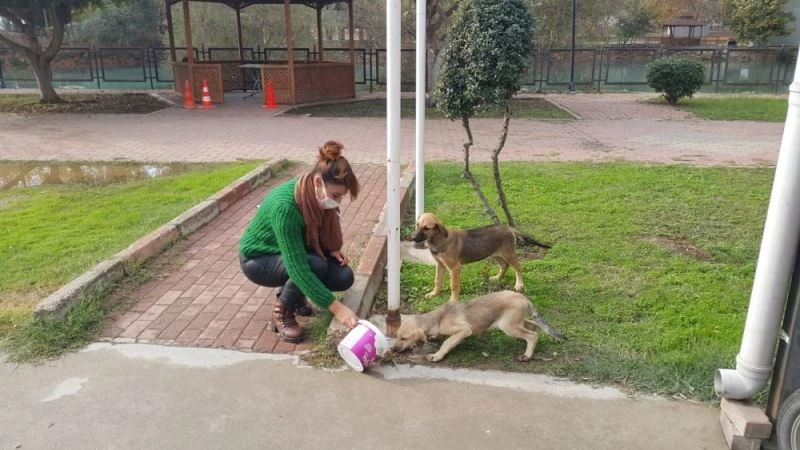 Tarsus Belediyesi, sokağa çıkma yasağında sokak hayvanlarını unutmadı
