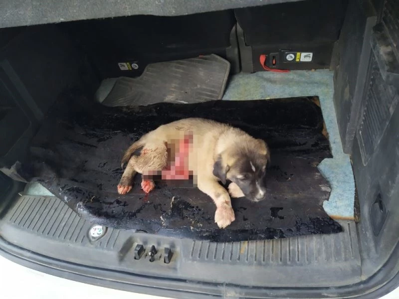 Yavru köpeğin boğazını kesip karnını deştiler
