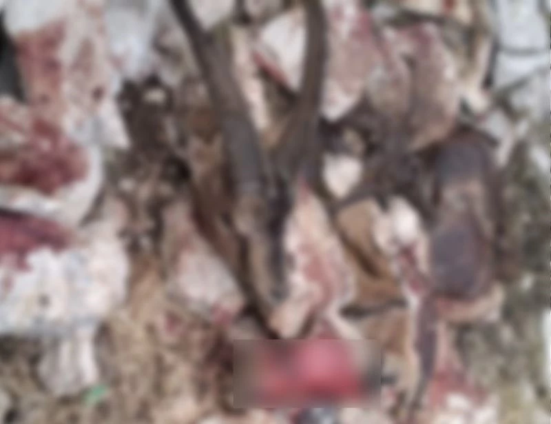 Avlanması yasak dağ keçisi kesilmiş halde bulundu
