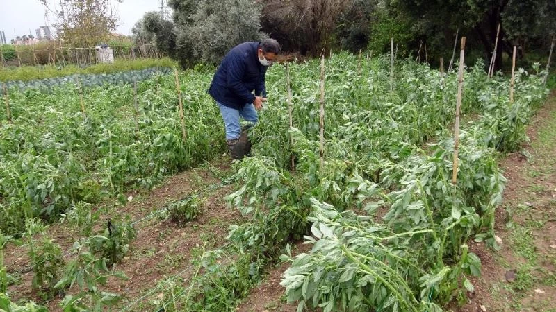 Mersin’de dolu yağışı kışlık sebzelere zarar verdi
