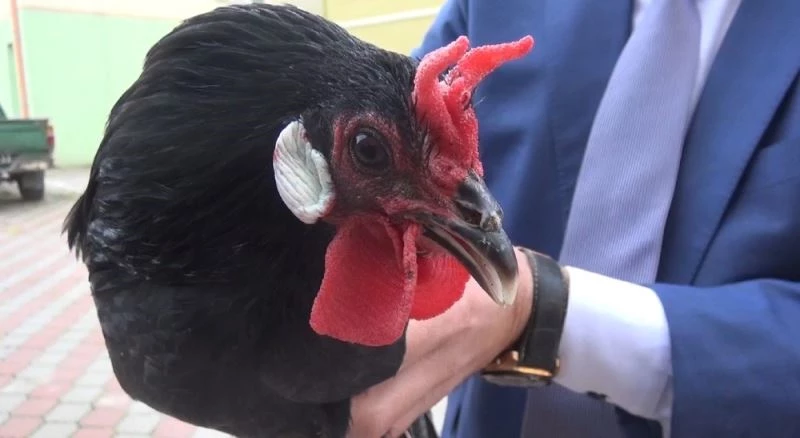 Hacıkadı tavuk ırkının nesli tükenmek üzere
