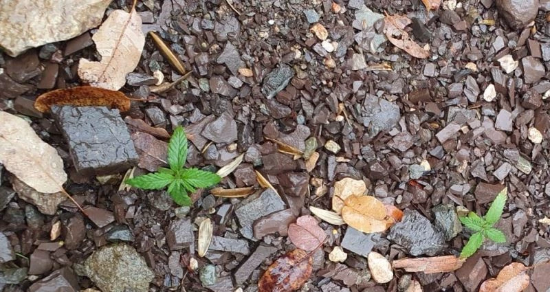 Evinin bahçesinde kenevir yetiştirmiş
